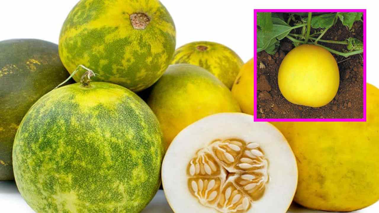 Cucumber : దోసకాయను ఈ మూడు పదార్ధాలతో కలిపి తీసుకుంటున్నారా ?