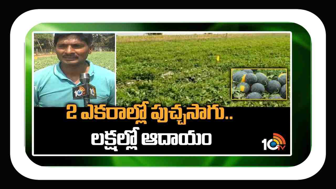 Profits in Watermelon Cultivation : 2 ఎకరాల్లో పుచ్చసాగు..3 నెలల్లో ఆదాయం రూ. 2 లక్షలు