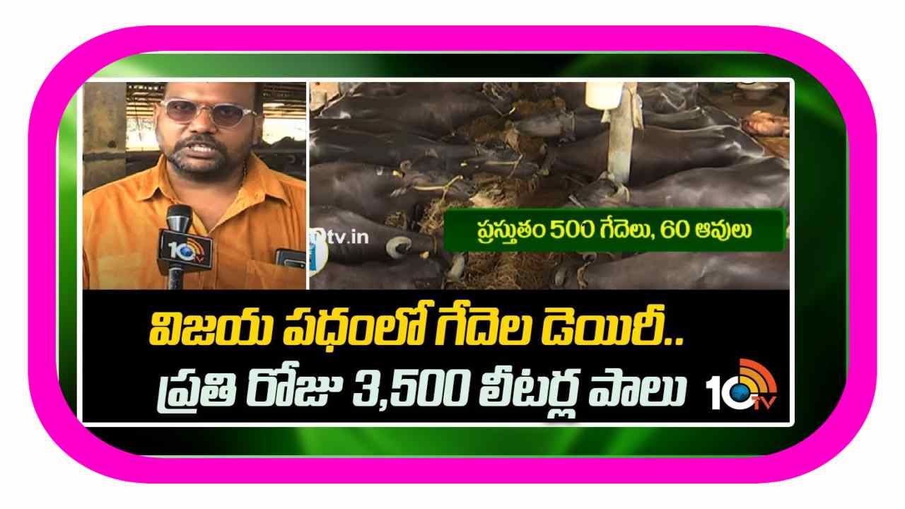 Dairy Farming : విజయ పథంలో గేదెల డెయిరీ..