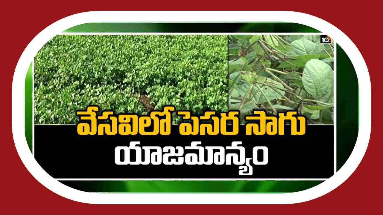 Green Gram Cultivation : పెసర సాగులో అనుసరించాల్సిన యాజమాన్యం !