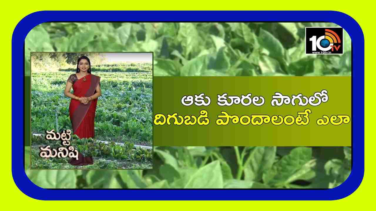 Green Leafy Vegetables : వేసవిలో ఆకుకూరలకు మంచి డిమాండ్.. అధిక దిగుబడుల కోసం శాస్త్రవేత్తల సూచనలు