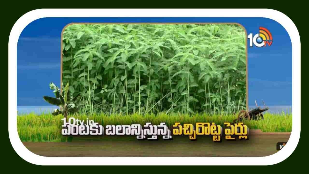 Green Manure Cultivation Tips : భూసారం పెరిగేందుకు దోహదపడుతున్న పచ్చిరొట్టపైర్లు