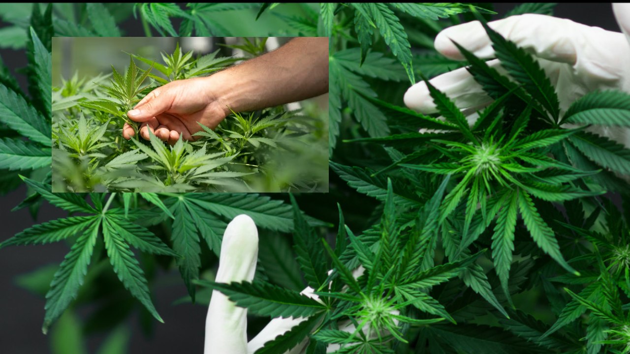 Himachal Govt : గంజాయి పంటకు చట్టబద్దం .. ఆదాయం పెంచుకునే యోచనలో ప్రభుత్వం