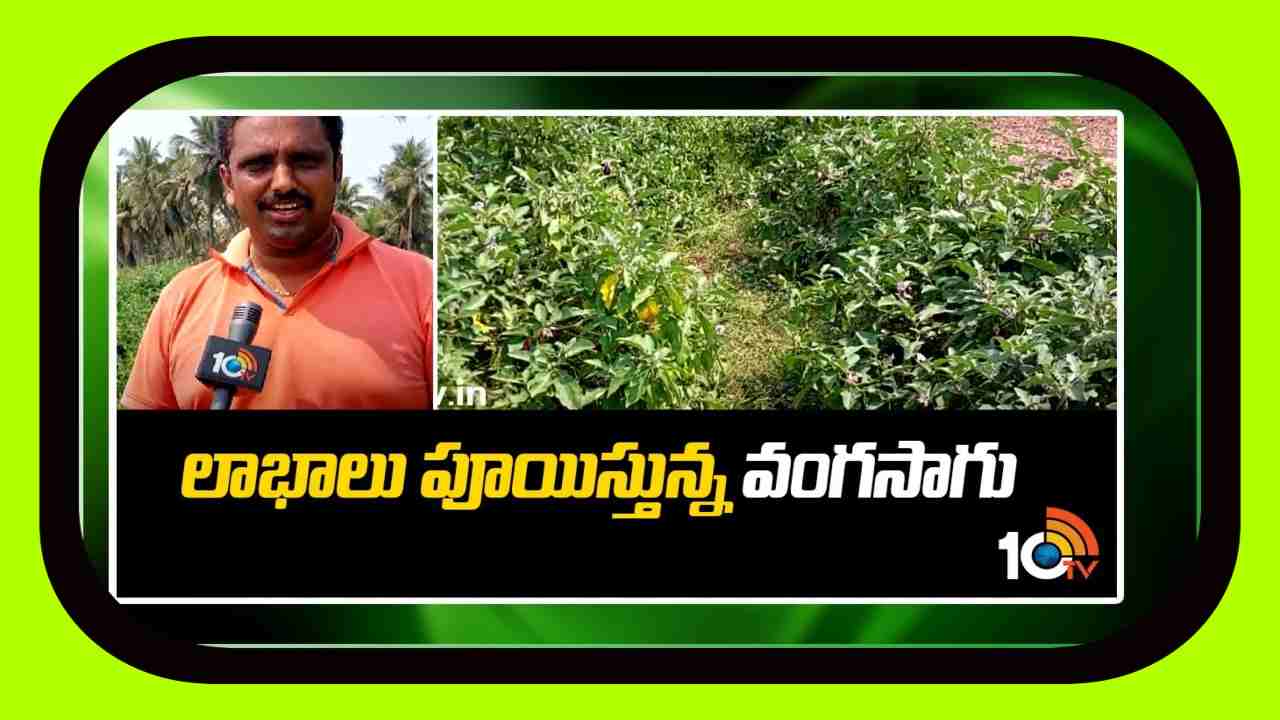 Brinjal Crop : వంగసాగు.. లాభాలు బాగు