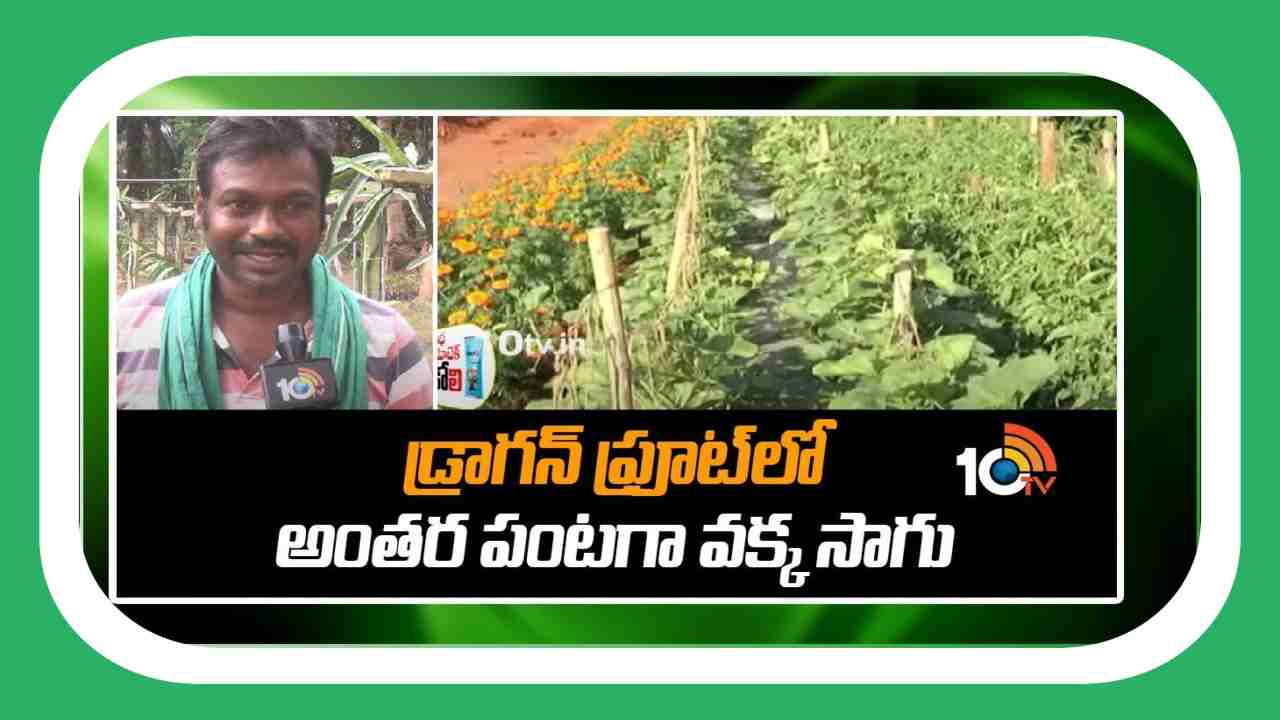Intercropping : డ్రాగన్ ఫ్రూట్ లో అంతర పంటగా వక్కసాగు