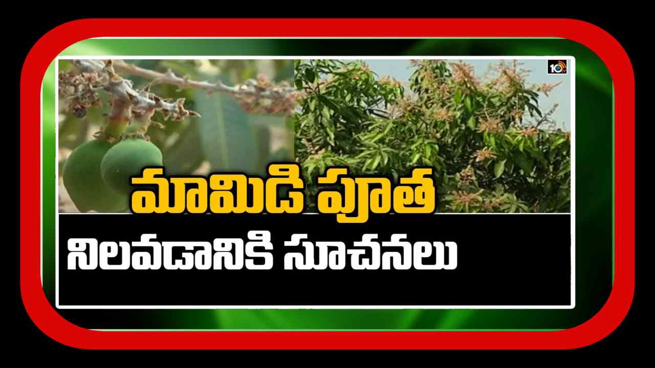 Jeedi Mamidi Cultivation : జీడిమామిడి పూత, కాత ఆలస్యం.. కాయలు నిలిచేందుకు శాస్త్రవేత్తల సూచనలు