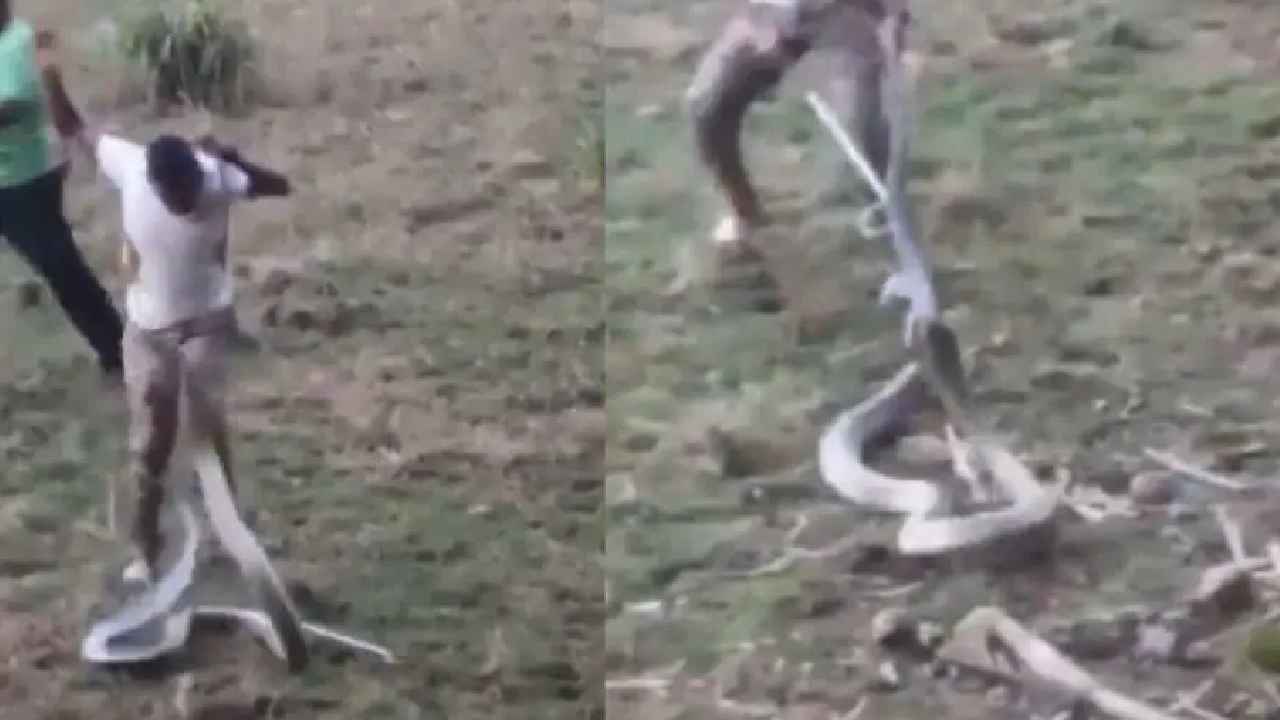 King Cobra : OMG.. ప్రాణాలను పణంగా పెట్టి భారీ కింగ్ కోబ్రాను ఎలా పట్టేశాడో చూడండి.. ఒళ్లుగగుర్పొడిచే వీడియో