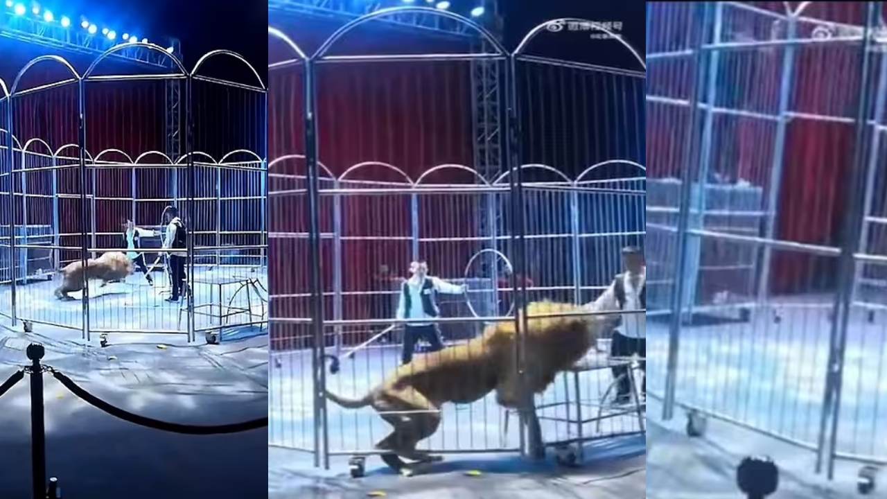 Lions Escape from Circus : సర్కస్ బోనులోంచి బయటకొచ్చేసిన సింహాలు .. ప్రేక్షకులు పరుగులు,తొక్కిసలాట