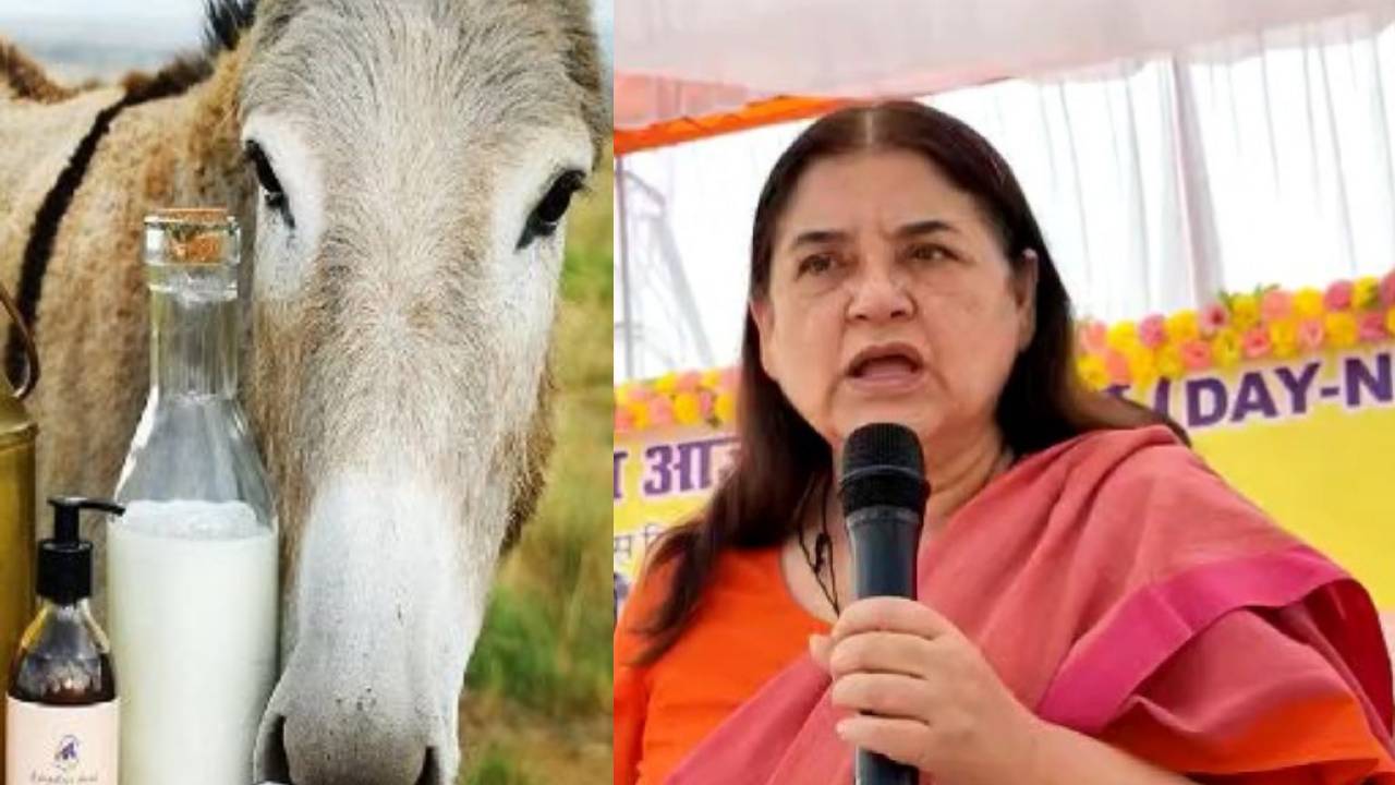 Maneka Gandhi : గాడిద పాలతో చేసిన సబ్బు మహిళలను అందంగా చేస్తుంది రూ. 500లకే ఈ సబ్బు లభిస్తోంది : మేనకాగాంధీ