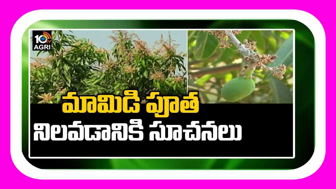 Mango Farming : మామిడి తోటలకు ఆలస్యంగా పూత, కాత.. కాయలు నిలిచేందుకు శాస్త్రవేత్తల సూచనలు