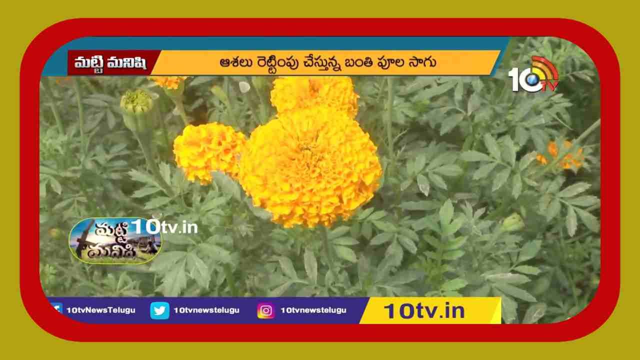 Marrigold Cultvation : బంతి సాగుతో అధిక లాభాలు పొందుతున్న రైతు
