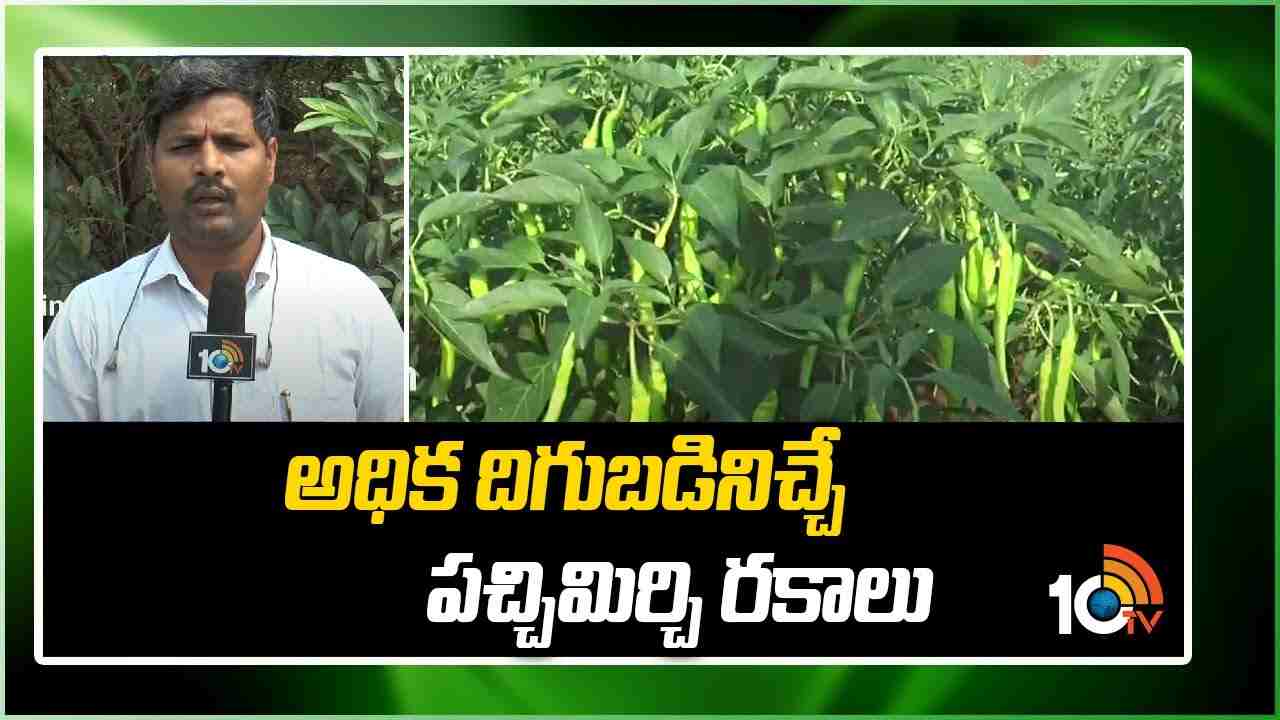 Mirchi Cultivation : ఏడాది పొడవునా పచ్చిమిర్చి సాగు.. మేలైన యాజమాన్యం పాటిస్తే అధిక దిగుబడులు