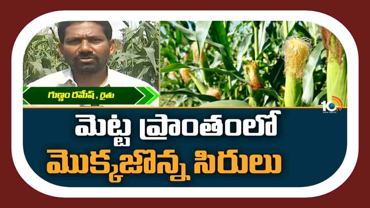 Maize Cultivation : మెట్టప్రాంతంలో సిరులు కురిపిస్తున్న మొక్కజొన్న సాగు