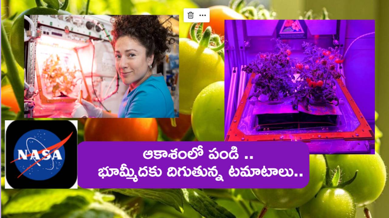 NASA : అంత‌రిక్షంలో పండించిన ట‌మాటాల‌ను భూమికి తీసుకొస్తున్న‌ నాసా