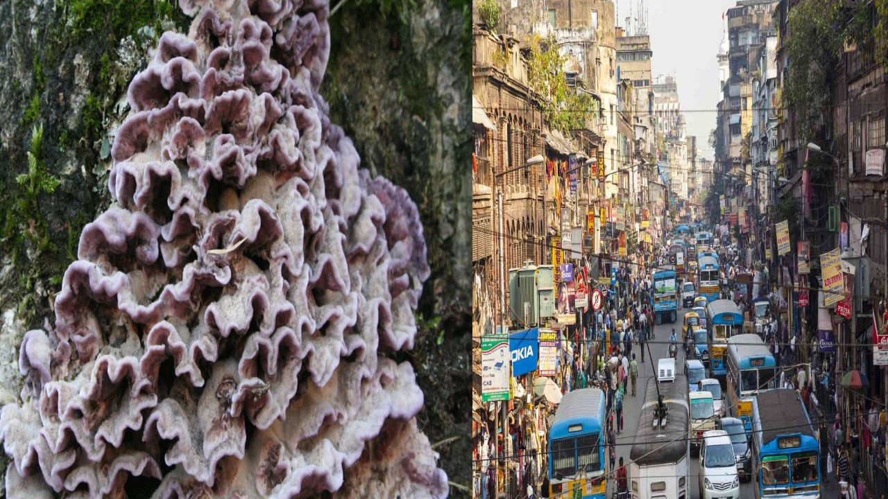 first plant fungus case : కోల్‌కతాలో ప్రపంచంలోనే మొట్టమొదటి ఫ్రాణంతక “ప్లాంట్ ఫంగస్” కేసు.. ఇది ఎలా సంక్రమిస్తుందంటే …