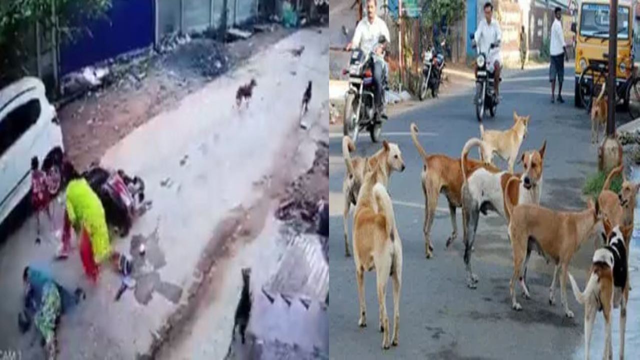Dogs Attack : ఒడిశాలో స్కూటీని వెంబడించిన వీధి కుక్కలు.. ముగ్గురికి తీవ్ర గాయాలు