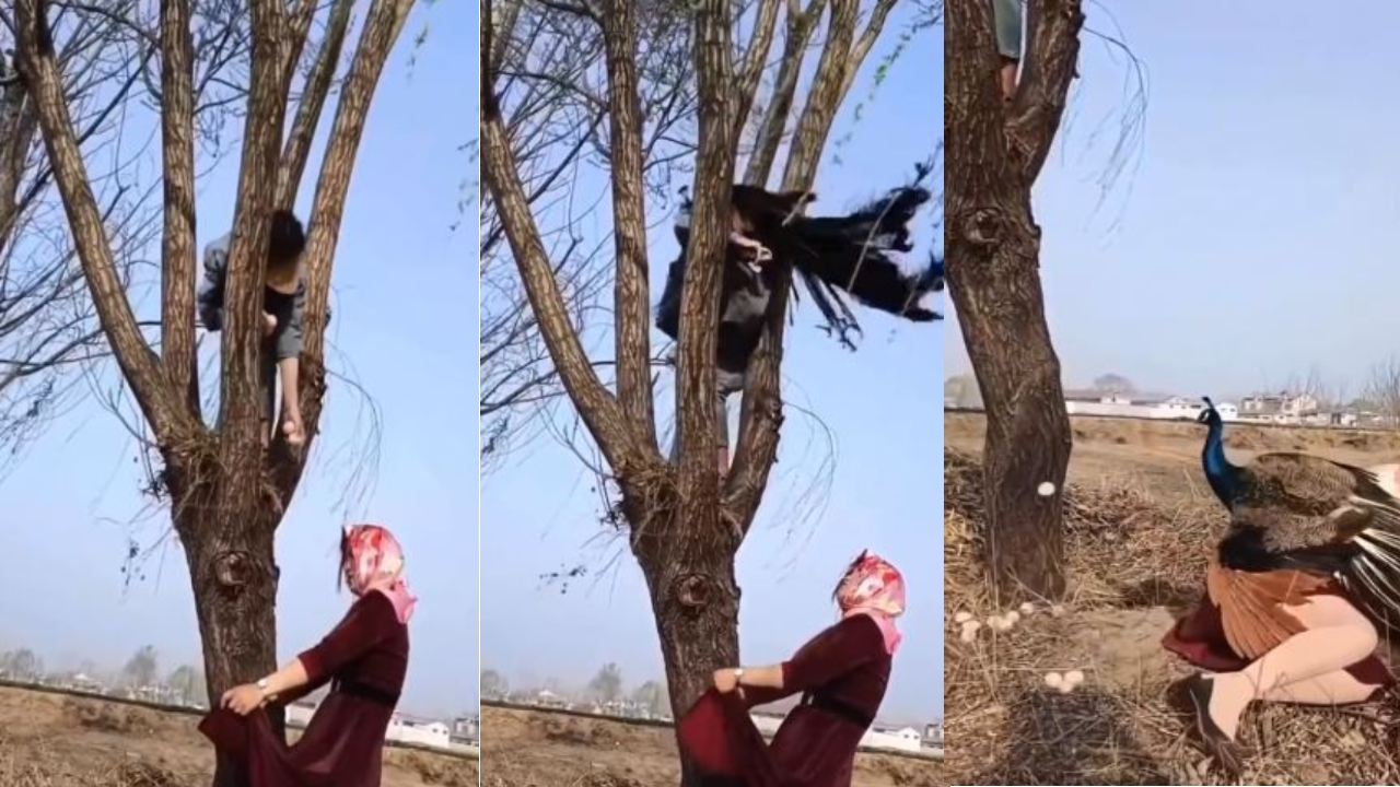 Peacock fight with women : ఇద్దరు మహిళలు నెమలి గుడ్లు దొంగిలించాలనుకున్నారు.. ఆ నెమలి ఎలా బుద్ధి చెప్పిందంటే?