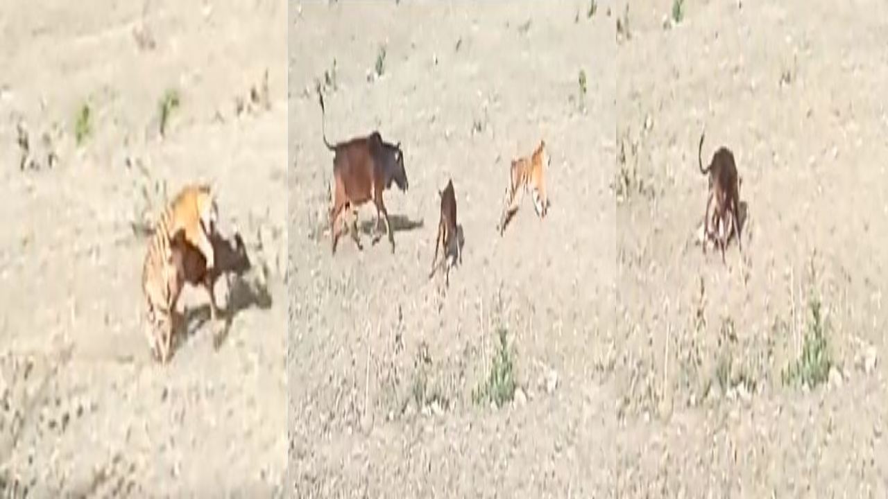 Viral Video : ఆవులపై దాడి చేయబోయిన పులి.. అంతలో ఎంట్రీ ఇచ్చిన అడవిపిల్లి.. ఆ తరువాత ఏం జరిగింది?