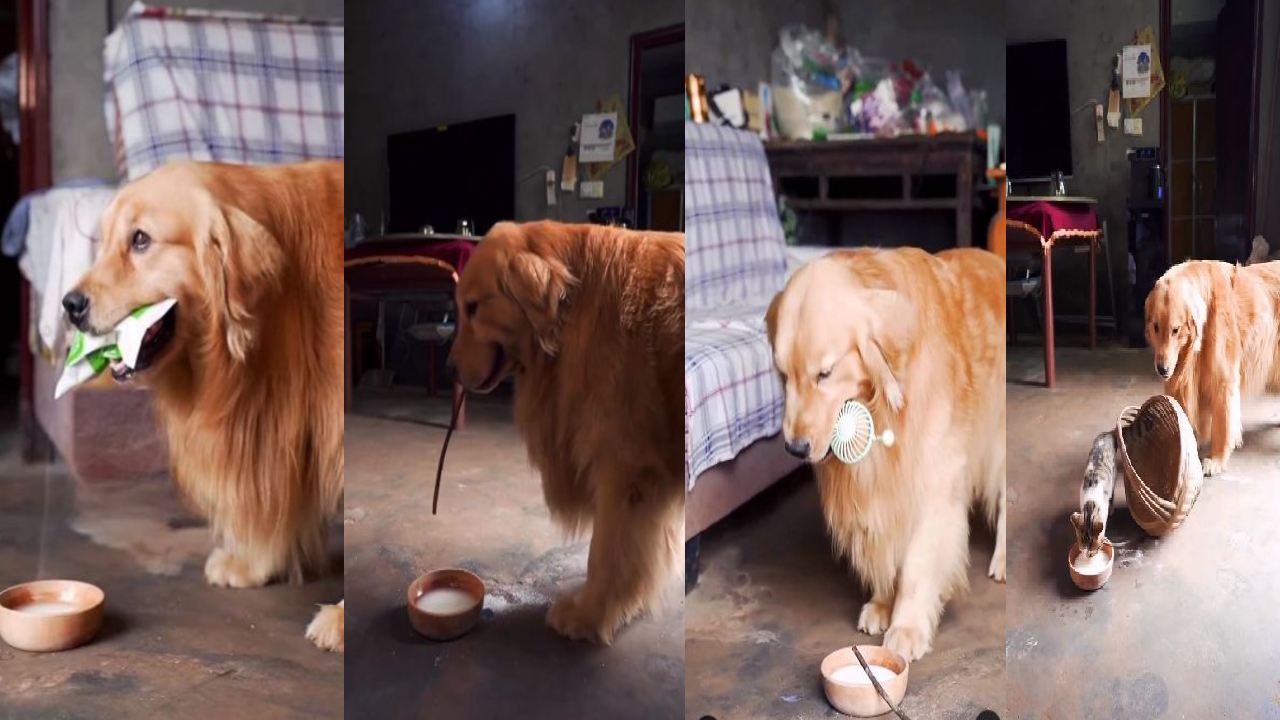 A kind dog : ఈ డాగ్‌ను చూసి మెచ్చుకోకుండా ఉండలేరు.. పిల్లి కోసం ఏం చేసిందంటే?