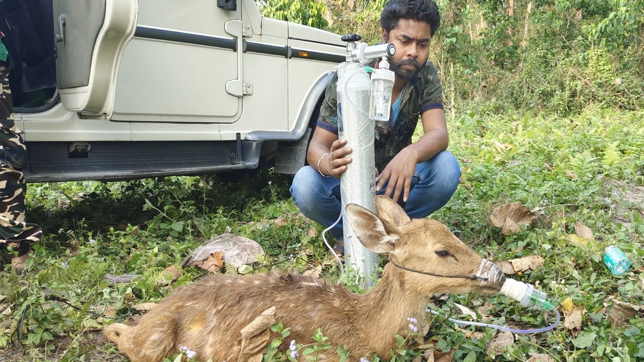 Parveen Kaswan, IFS :  ప్రాణాపాయంలో ఉన్న జింకకు ఆక్సిజన్ అందించిన వ్యక్తి.. IFS ఆఫీసర్ పోస్ట్ చేసిన ఫోటో వైరల్