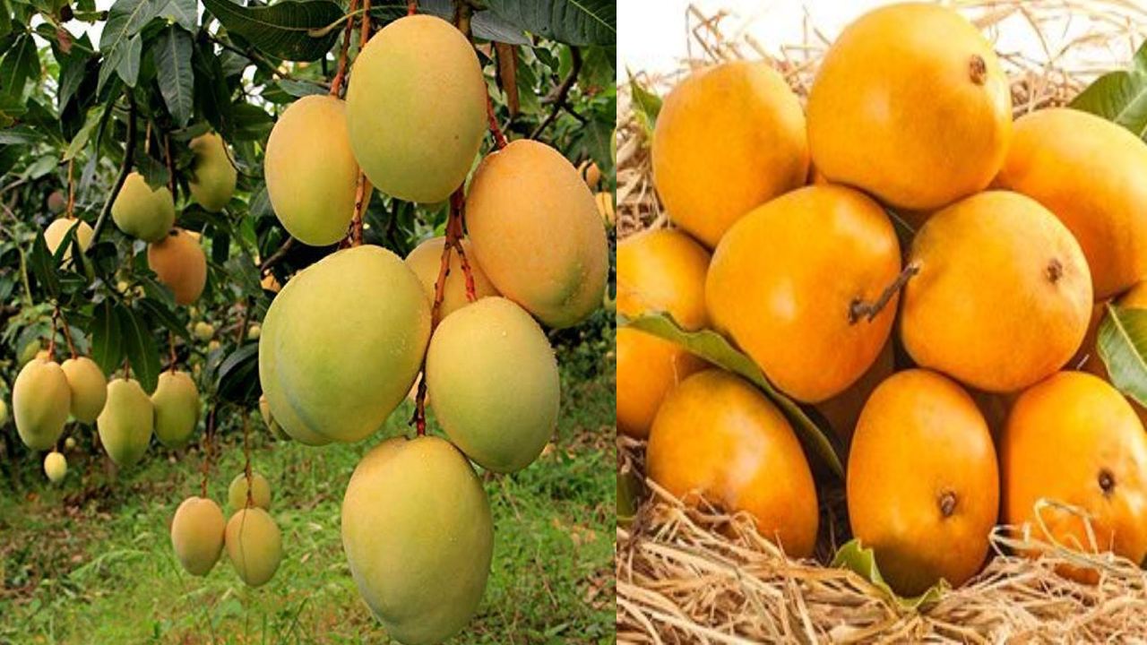 Mangoes on EMI : EMIలో మామిడిపండ్లు అందిస్తున్న పూనే వ్యాపారి.. ఆసక్తి చూపిస్తున్న కొనుగోలుదారులు