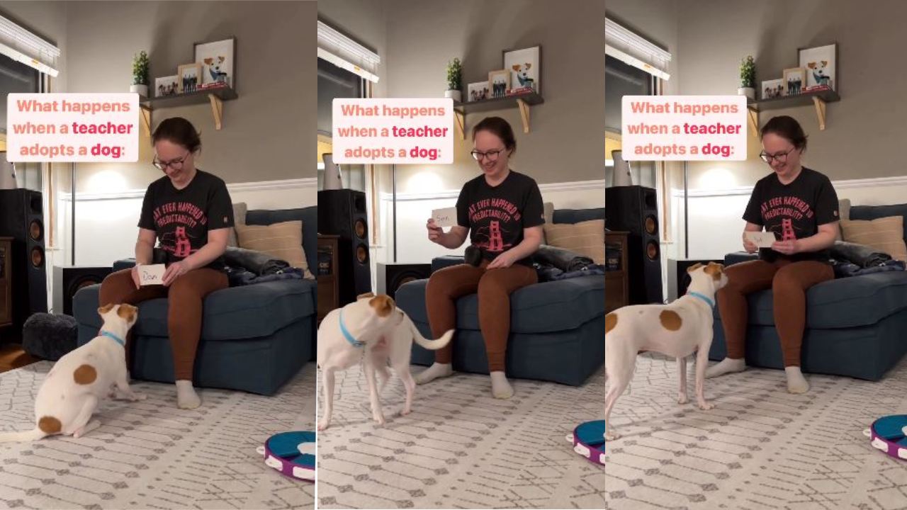 intelligent dog : ఆ శునకం మహా ముదురు .. చదివింది చేసి చూపిస్తున్న డాగ్ వీడియో వైరల్