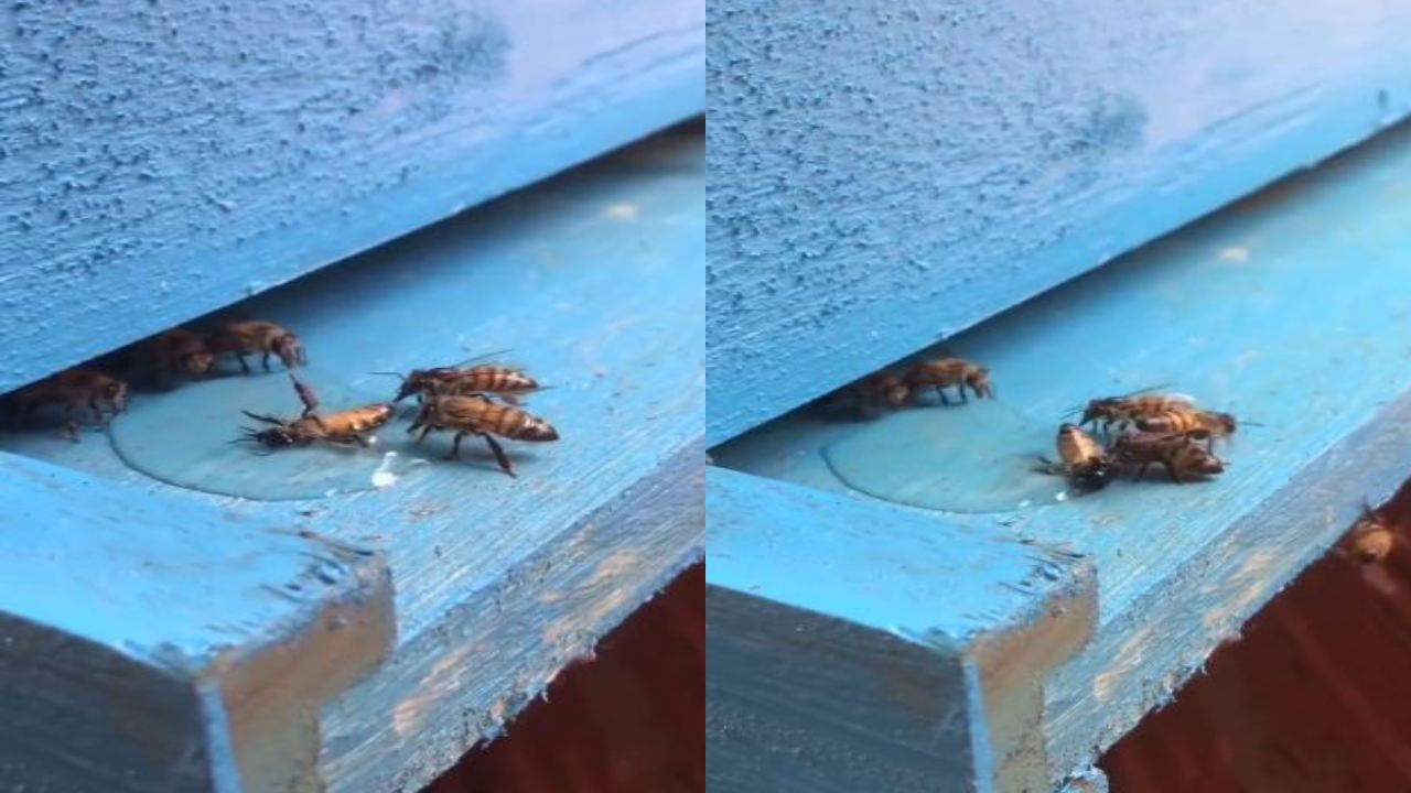 Friendship of bees : ఫ్రెండ్‌ని కాపాడటానికి తేనెటీగలు ఏం చేశాయంటే?