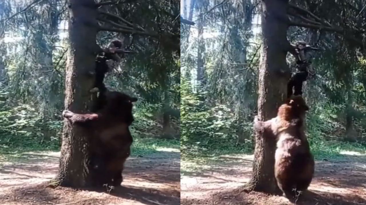 Bear : ఓ వ్యక్తిని ముప్పుతిప్పలు పెట్టిన ఎలుగుబంటి.. చివరికి