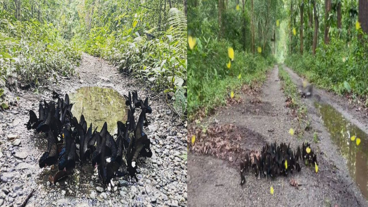 Mud Puddling : బురద నుంచి సాల్ట్ సేకరిస్తున్న రంగు రంగుల సీతాకోక చిలుకల వీడియో వైరల్