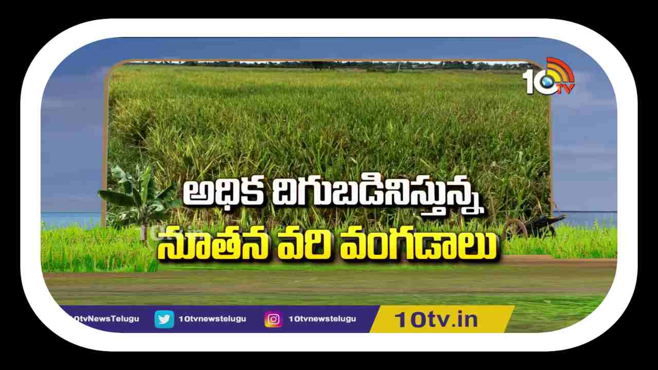 New Rice Varieties : అధిక దిగుబడినిస్తున్న.. నూతన వరి రకాలు