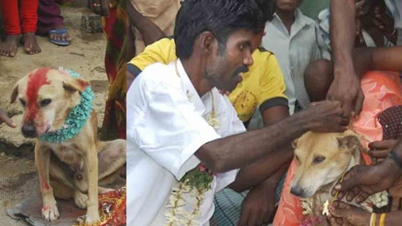 Odisha : ఒడిశాలో గిరిజన తెగ వింత ఆచారం.. దుష్టశక్తులు దరిచేరకుండా చిన్నారులకు వీధి కుక్కలతో వివాహం