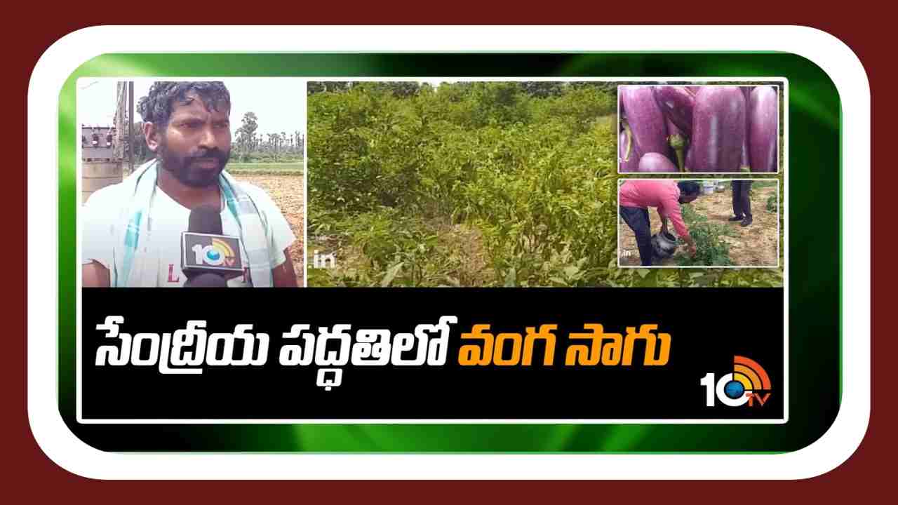 Cultivation Of Brinjal : బెంగలేని వంగ సాగు.. ఏడాదిపాటుగా మంచిదిగుబడులు