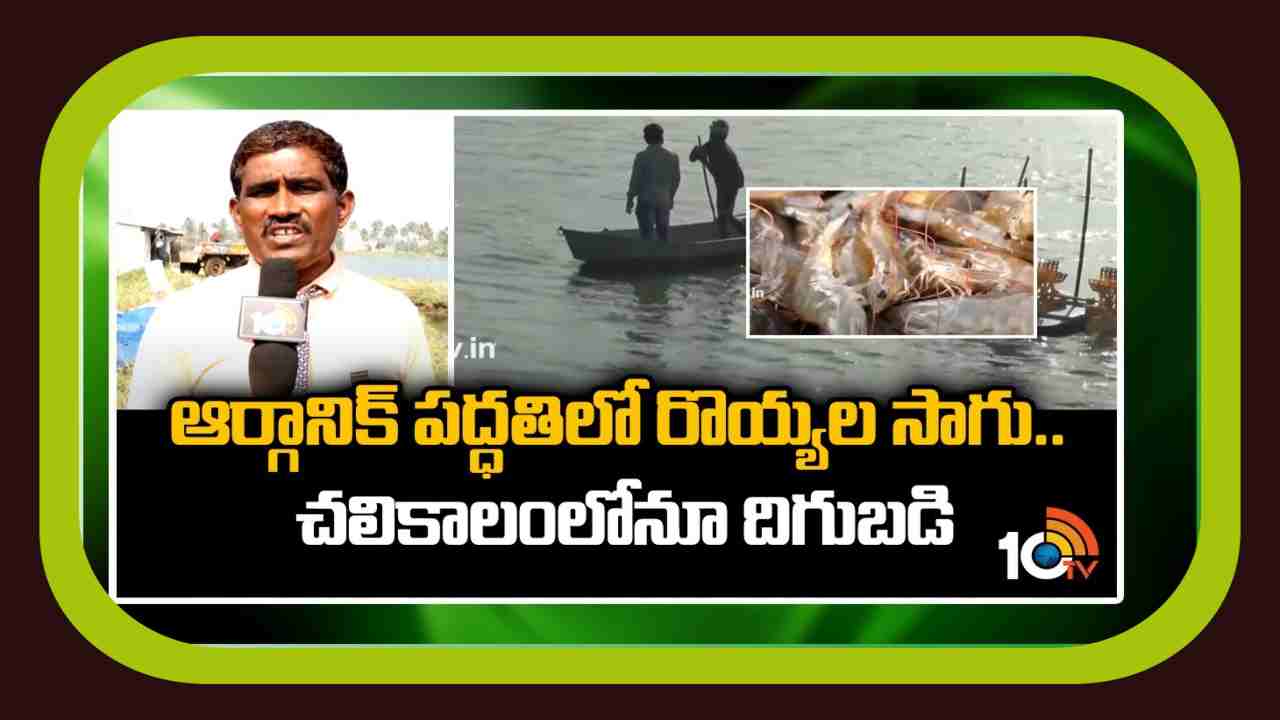 Organic Prawn Farming : ఆర్గానిక్ పద్ధతిలో రోయ్యల సాగు