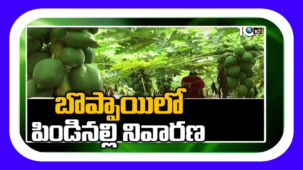 Papaya Farming : బొప్పాయిలో పిండినల్లి.. నివారణకు శాస్త్రవేత్తల సూచనలు