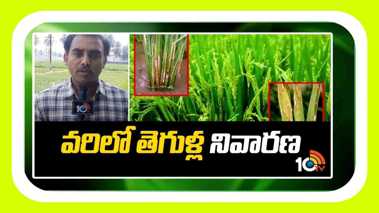 Pests in Rice : వరిపంటకు తీవ్రనష్టం కలిగిస్తున్న తెగుళ్లు.. నివారణకు శాస్త్రవేత్తల సూచనలు