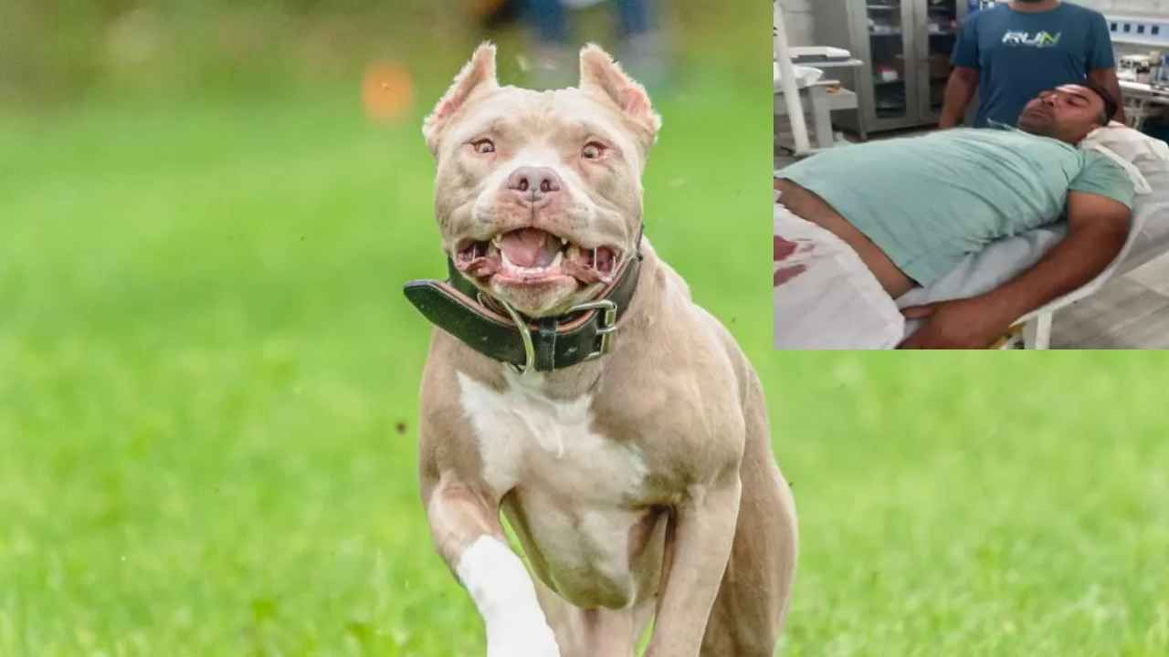Pit bull Dog Attacks : బాబోయ్.. వ్యక్తి ప్రైవేట్ పార్ట్ కొరికేసిన కుక్క, కొట్టి చంపిన జనం