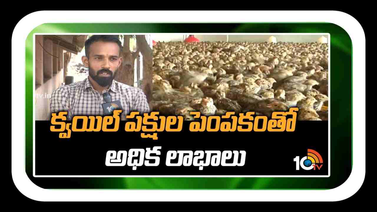 Quail Bird Farming : కౌజు పిట్టలకు మార్కెట్ లో మంచి డిమాండ్.. నిరుద్యోగులకు ఉపాధినిస్తున్న పెంపకం