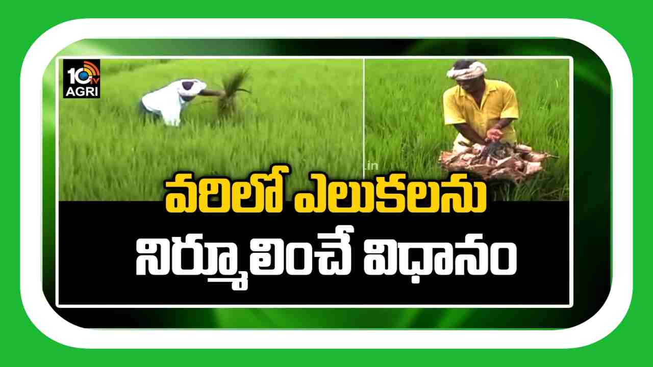 Rodent Management : ఎరతెర పద్ధతితో.. వరిలో ఎలుకల నివారణ