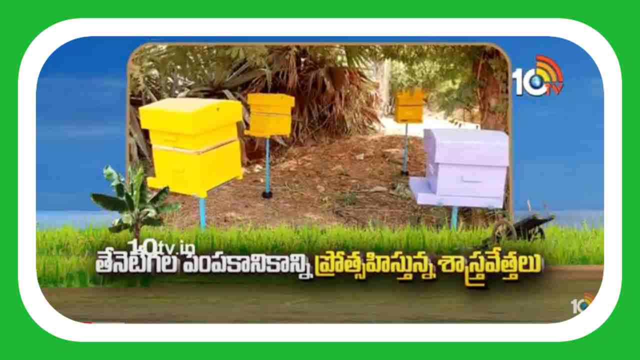 Promoting Beekeeping : ఉపాధికి డోకాలేని పరిశ్రమగా తేనెటీగల పెంపకం
