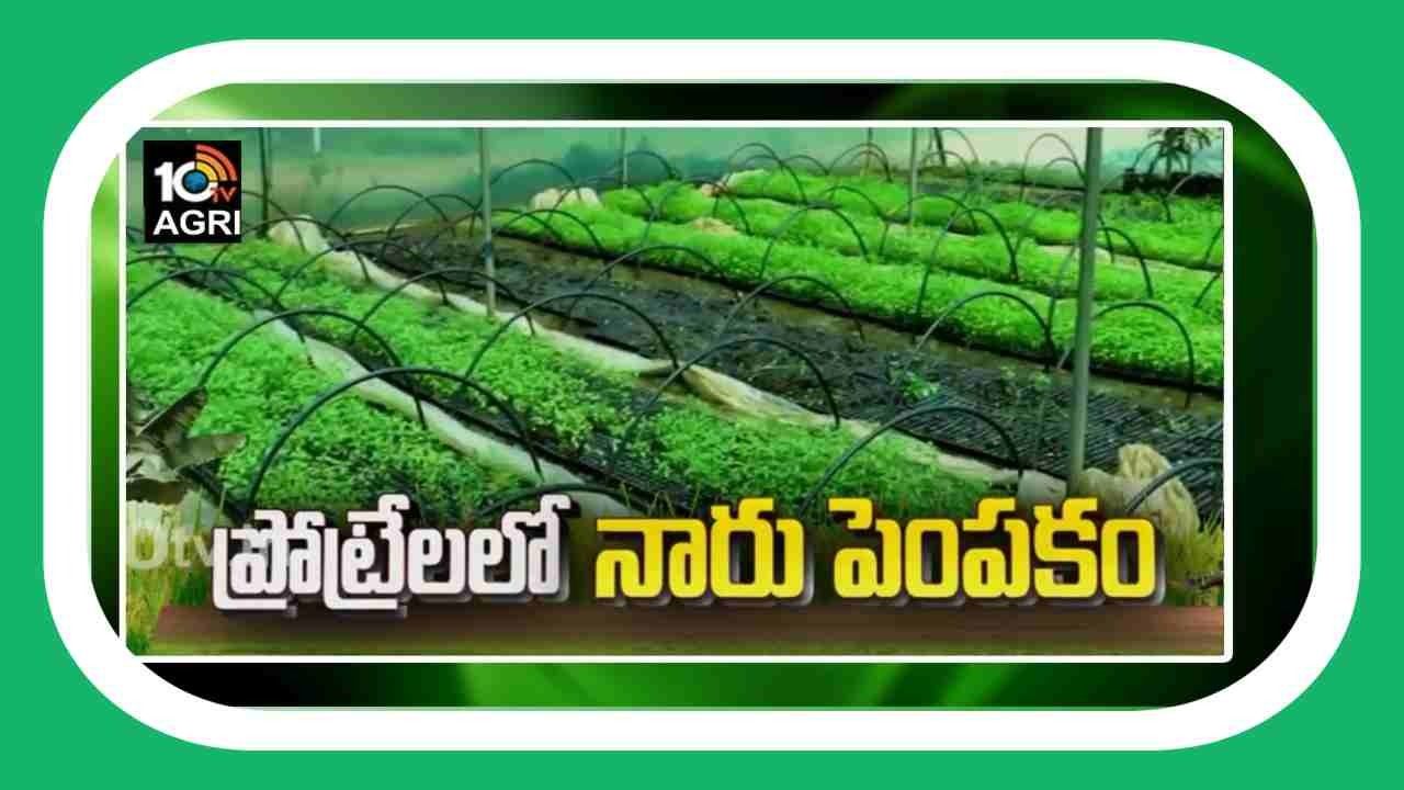 Seedling Cultivation Techniques : ప్రోట్రేలలో నారుపెంపకం.. సమయం, డబ్బు ఆదా అవుతుందంటున్న శాస్త్రవేత్తలు
