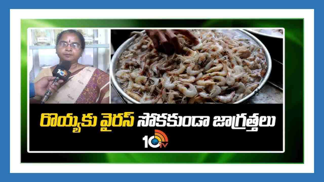 Shrimp Cultivation : రొయ్యలకు వైరస్ ల ముప్పు.. సమయానుకూలంగా చేపట్టాల్సిన జాగ్రత్తలు