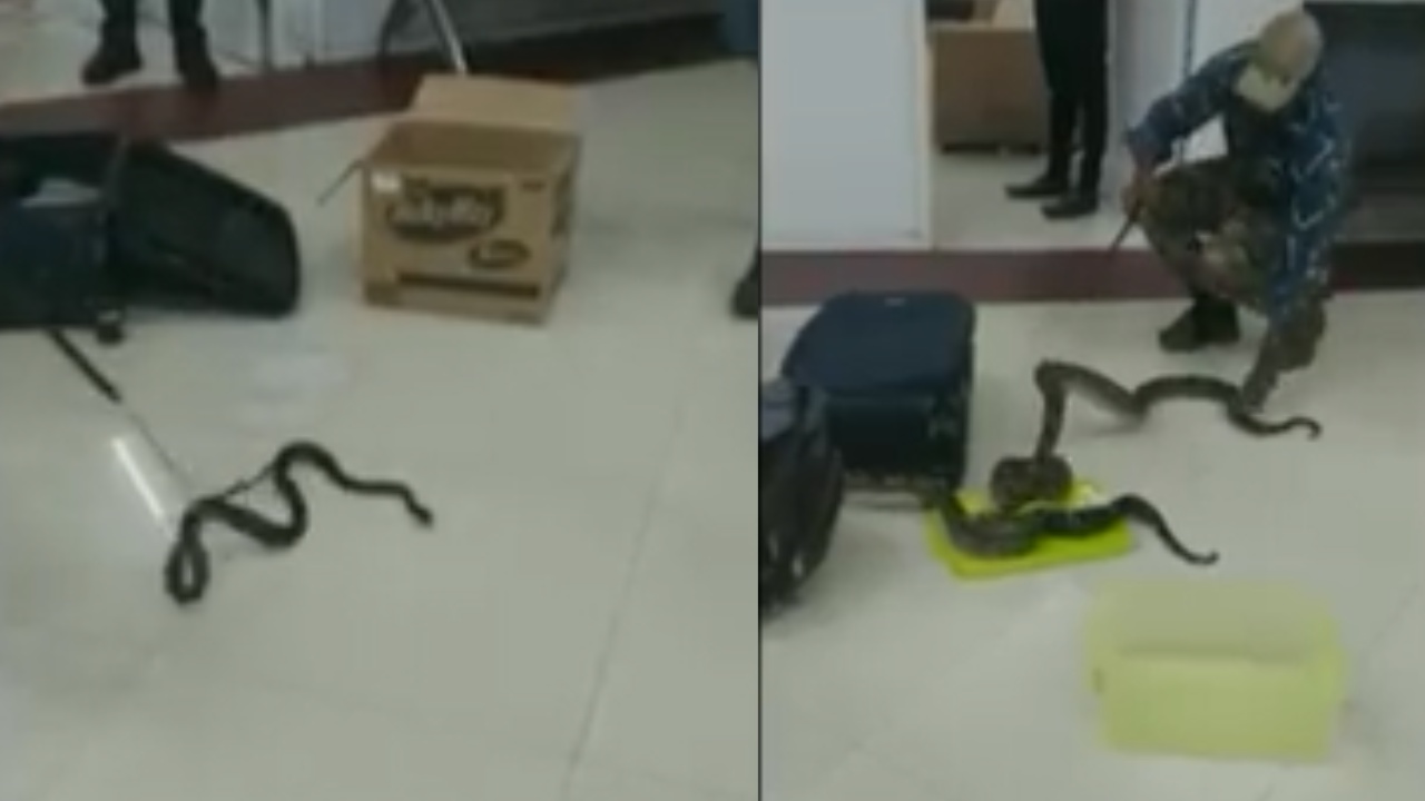 Snakes Chameleon : మహిళా ప్రయాణికురాలి లగేజ్ బ్యాగుల్లో 22 పాములు, ఊసరవెల్లి