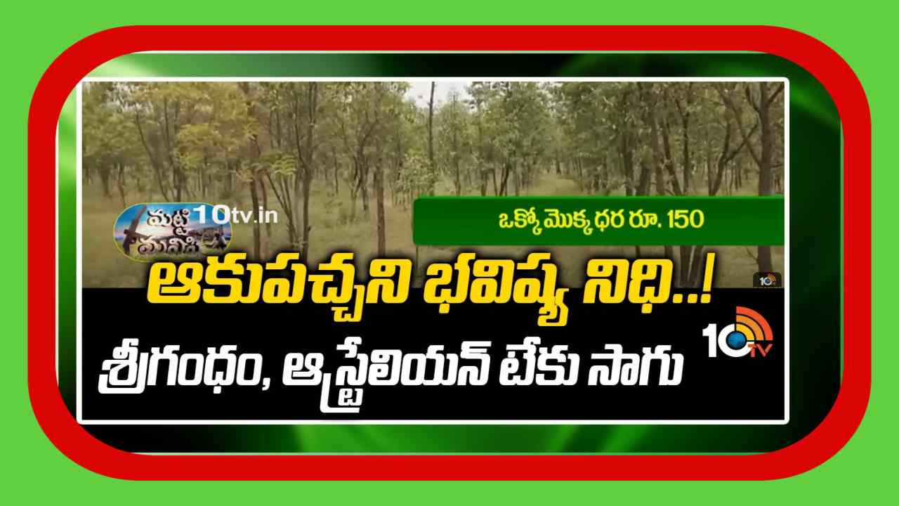 Sri Gandham Trees : ఆకుపచ్చని భవిష్య నిధిగా శ్రీగంధం, ఆస్ట్రేలియన్ టేకు సాగు