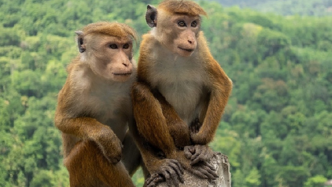 Sri Lanka Monkeys To China : శ్రీలంక నుంచి చైనాకు లక్ష కోతులు తరలింపు .. ప్రయోగాల కోసమేనా?