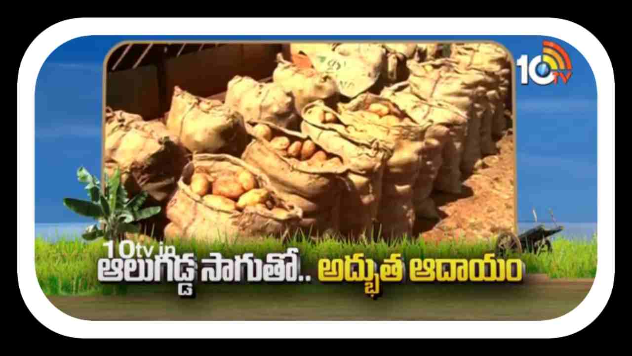 Potato Cultivation : ఆలుగడ్డ సాగుతో.. అద్భుత ఆదాయం