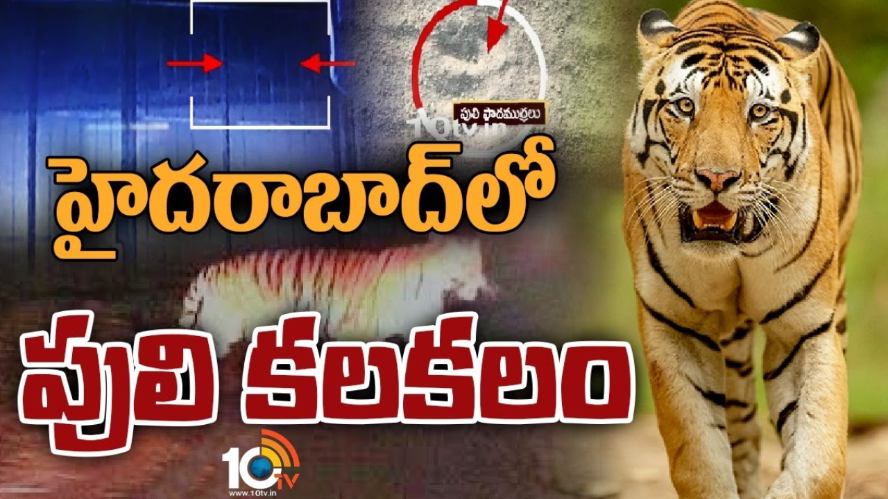 Tiger : హైదరాబాద్ పరిసరప్రాంతం దుండిగల్ లో పులి సంచారం