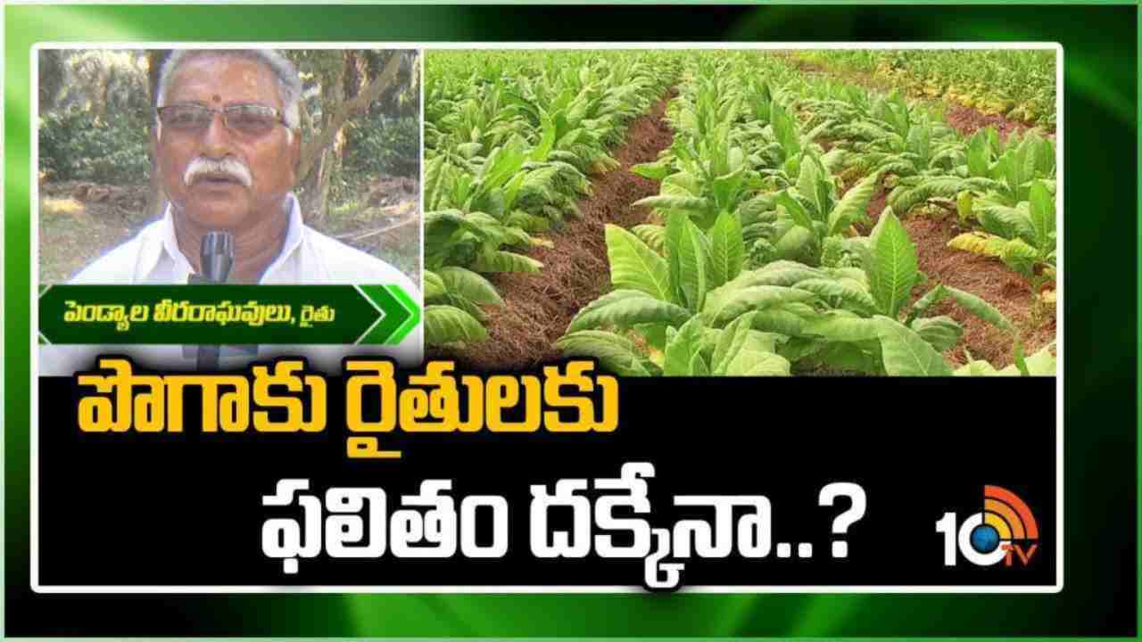 Tobacco Farmers : రైతుల ఆశలన్నీ పొగాకు ధరపైనే..