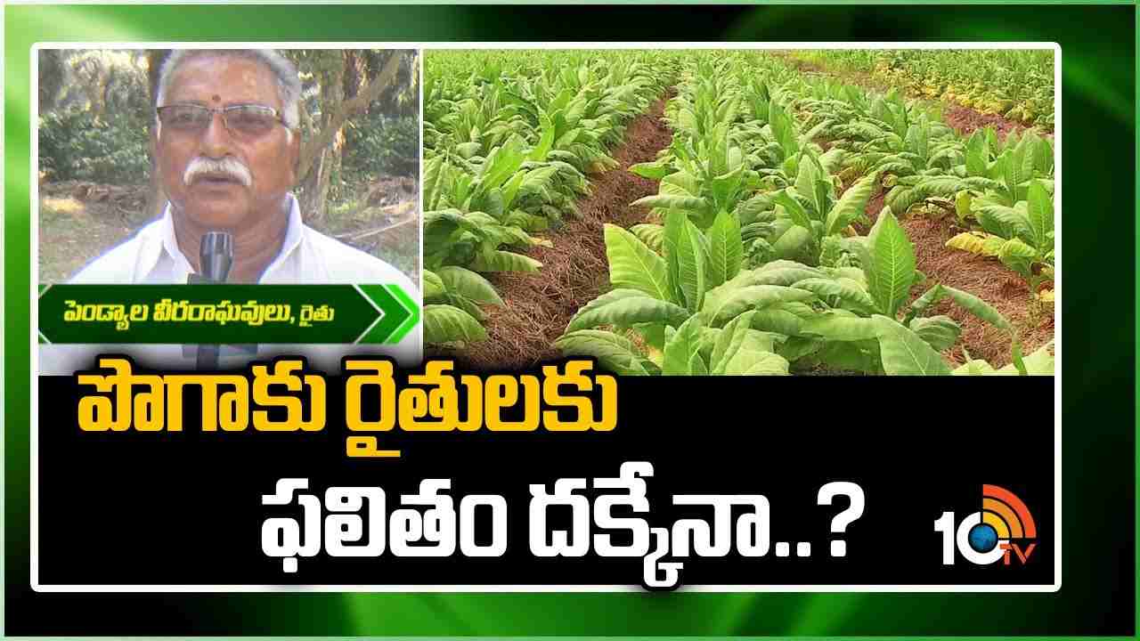 Tobacco Farming : తగ్గుతున్న పొగాకు సాగు విస్తీర్ణం… పొగాకు రైతులకు ఫలితం దక్కేనా..?