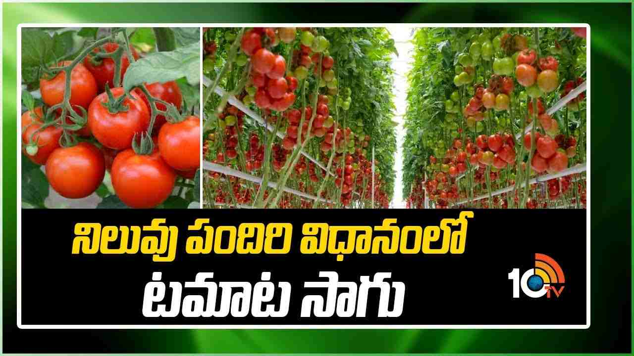 Tomatoes in Staking System : నిలుపు పందిరి విధానంలో.. టమాట సాగు