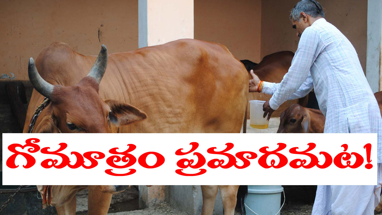 Cow Urine: గోమూత్రం మనుషులకు హానికరం.. ఐవీఆర్ఐ పరిశోధనలో వెల్లడి